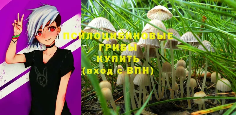 сколько стоит  Волгореченск  Псилоцибиновые грибы MAGIC MUSHROOMS 